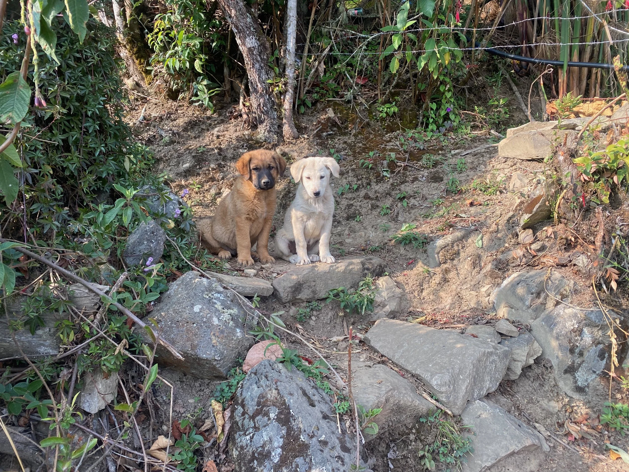 The little banditos that stole my socks in the middle of the night